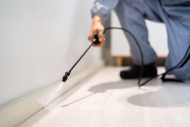 Certified termite inspector examining foundation in Royal Oak